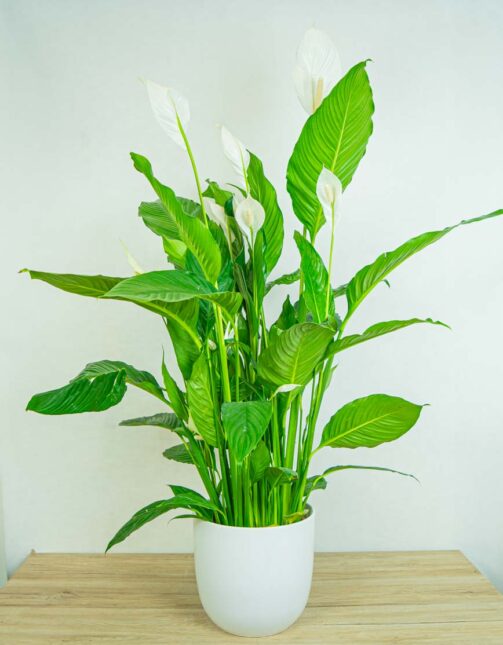 skrzydlokwiat-sweet-lauretta-spathiphyllum skrzydlokwiat-sweet-lauretta-spathiphyllum