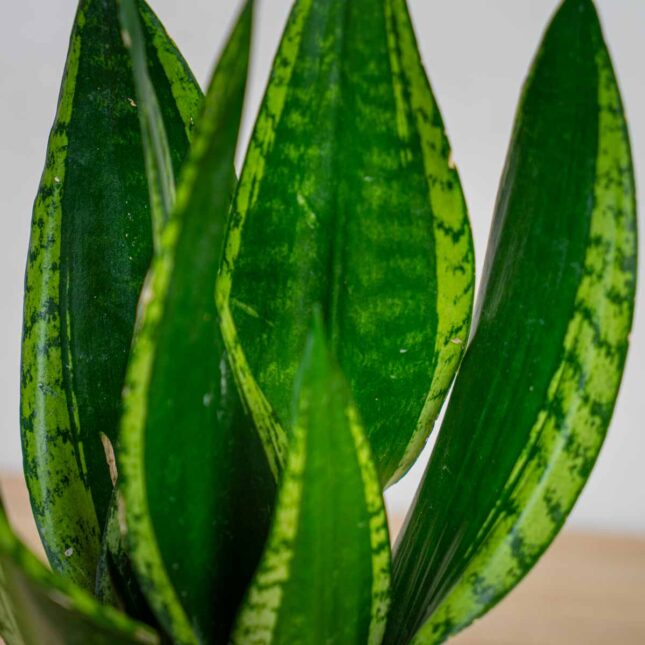 sansevieria-trifasciata-silver-flame sansevieria-trifasciata-silver-flame