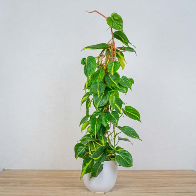 philodendron-scandens-brasil-na-paliku philodendron-scandens-brasil-na-paliku