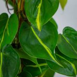 philodendron-scandens-brasil-na-paliku