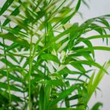 chamedora-variegata-chamaedorea