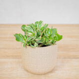 crassula-ovata-money-maker-variegata-grubosz