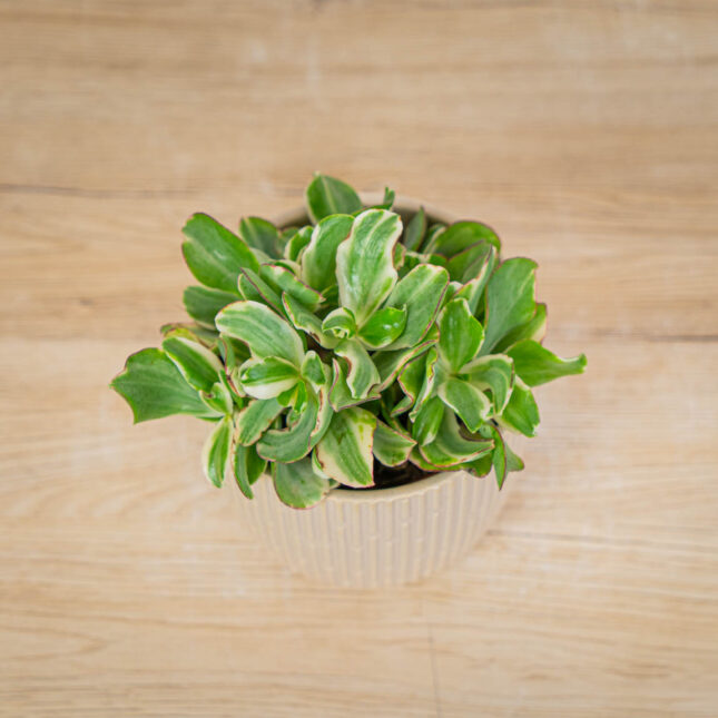 crassula-ovata-money-maker-variegata-grubosz crassula-ovata-money-maker-variegata-grubosz