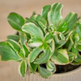 crassula-ovata-money-maker-variegata-grubosz
