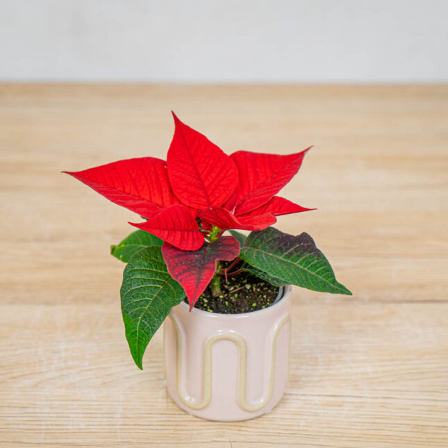 poinsecja-gwiazda-betlejemska-euphorbia-pulcherrima-christmas-feel poinsecja-gwiazda-betlejemska-euphorbia-pulcherrima-christmas-feel