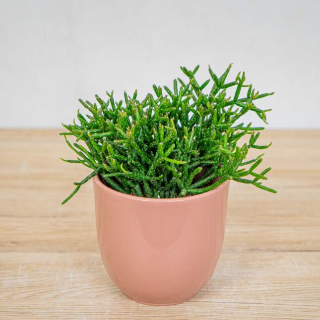 rhipsalis-burchellii-patyczak rhipsalis-burchellii-patyczak