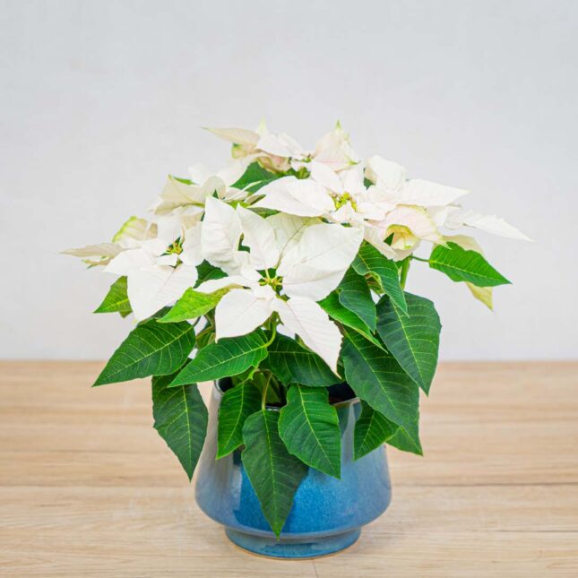 poinsecja-gwiazda-betlejemska-euphorbia-pulcherrima-pearl poinsecja-gwiazda-betlejemska-euphorbia-pulcherrima-pearl
