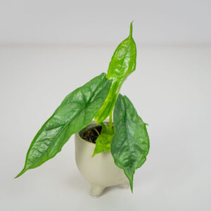 Alokazja dragon breath baby (alocasia)