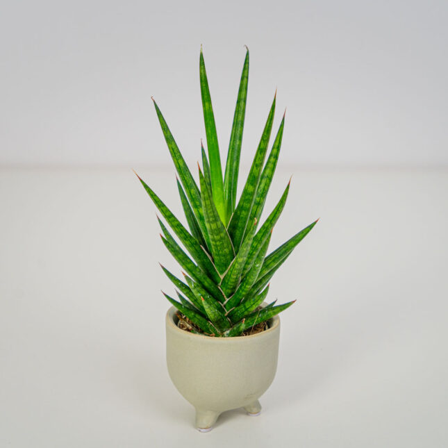 Sansevieria 'Spiky' Sansevieria 'Spiky'