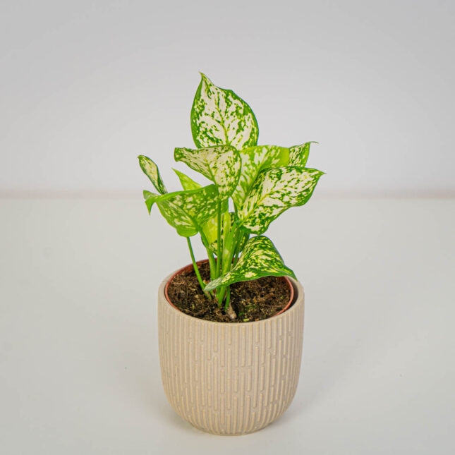 Aglaonema white diamond baby Aglaonema white diamond baby