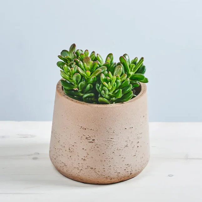 Crassula ovata 'Gandalf' (grubosz)