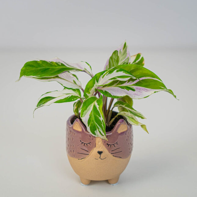 Calathea white fusion (baby) Calathea white fusion (baby)