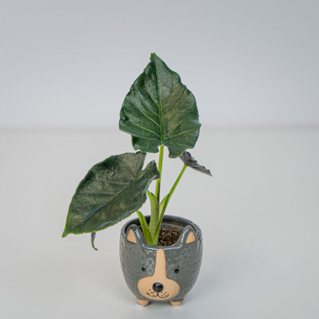 Alokazja antoro velvet baby (alocasia)