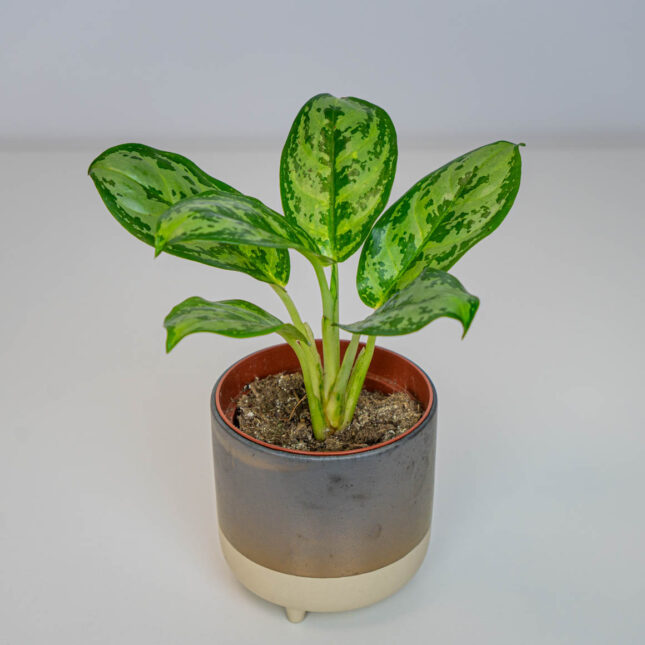 Aglaonema amazon silver Aglaonema amazon silver