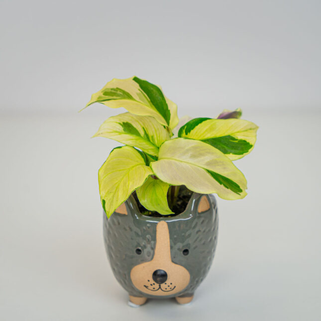 Calathea yellow fusion baby Calathea yellow fusion baby