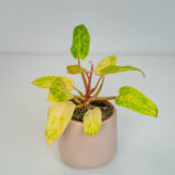 Philodendron painted lady