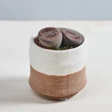 Żywe kamienie (Lithops sp. aucampiae)