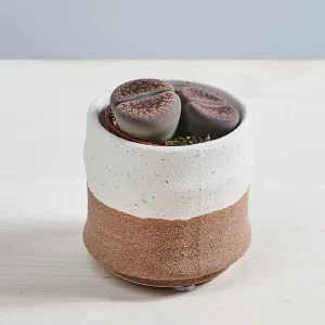 Żywe kamienie (Lithops sp. aucampiae)