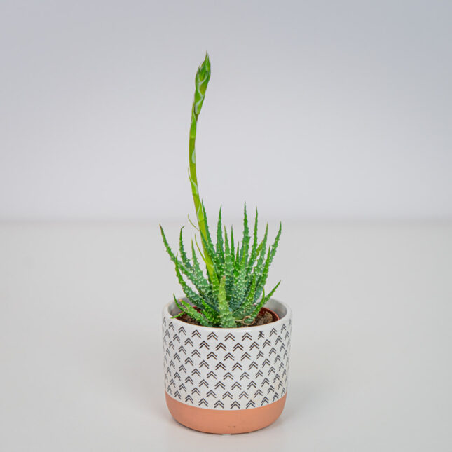 Aloes niski humilis