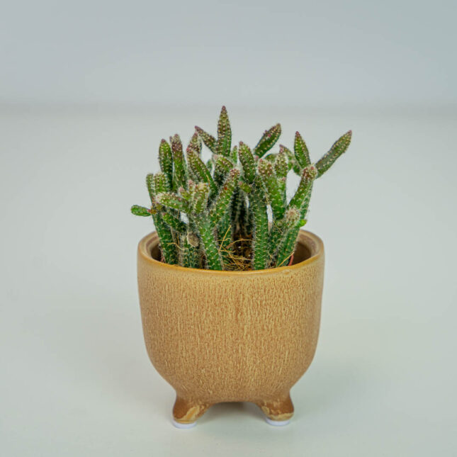 Rhipsalis baccifera horrida (patyczak) baby