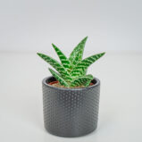 Aloes tygrysi (aloe variegata)