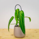 Anthurium warocqueanum