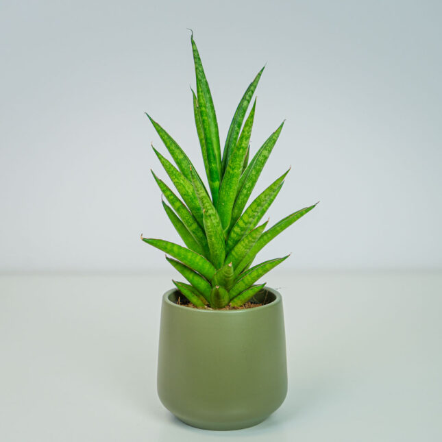 Sansevieria spiky