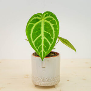Anthurium magnificium