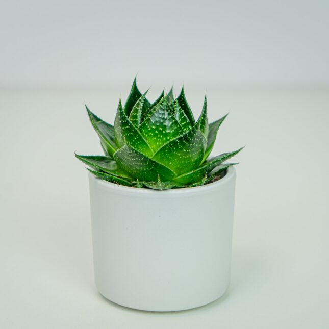 Aloes aristata
