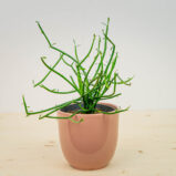 Wilczomlecz palczasty (euphorbia tirucalli)