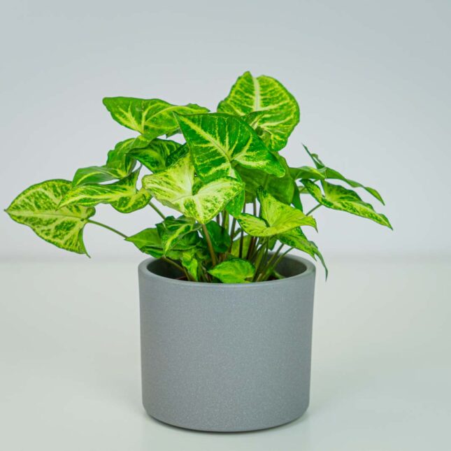 Syngonium arrow Syngonium arrow
