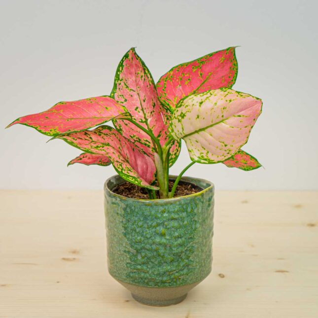 Aglaonema crimson love Aglaonema crimson love