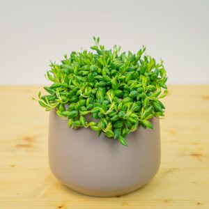 Senecio herreianus (Starzec)