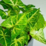 Mała Szklarnia