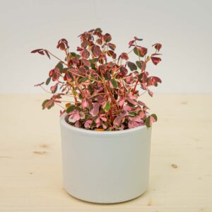 Szczawik plum crazy (oxalis vulcanicola)