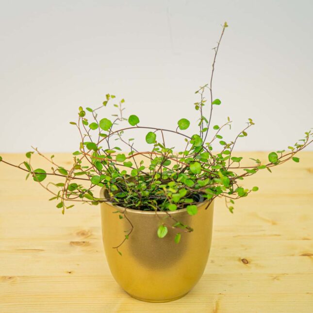 Mulenbekia gęsta (muehlenbeckia complexa maori) Mulenbekia gęsta (muehlenbeckia complexa maori)