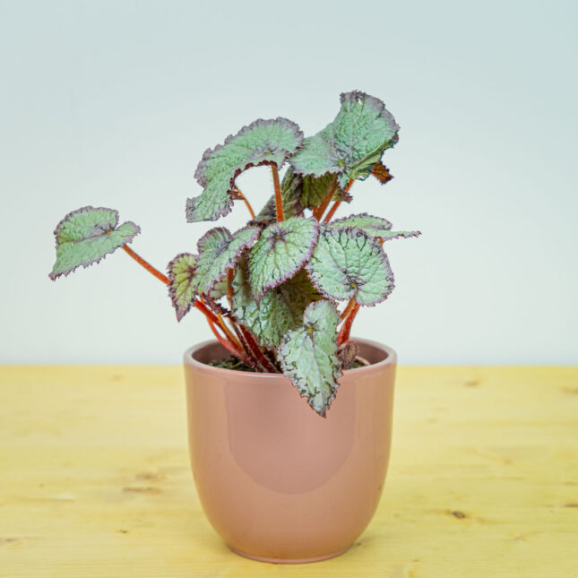 Begonia rex hawaiian silver Begonia rex hawaiian silver