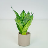 Sansevieria trifasciata hahnii baby