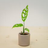 Monstera obliqua peru baby