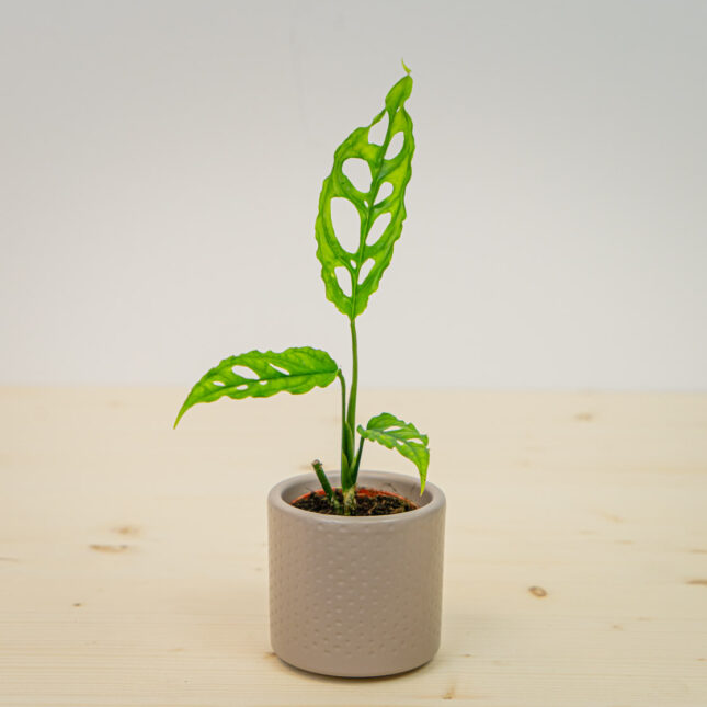 Monstera obliqua peru baby Monstera obliqua peru baby