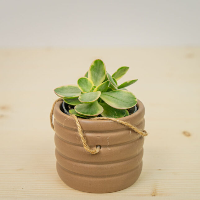 Crassula ovata money maker variegata baby (grubosz)