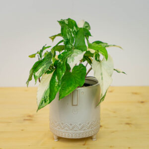 Syngonium podophyllum variegata (emerald gem)