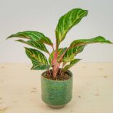 Aglaonema dreamcatcher