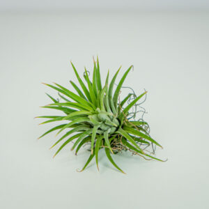 Tillandsia ionantha green (oplątwa)