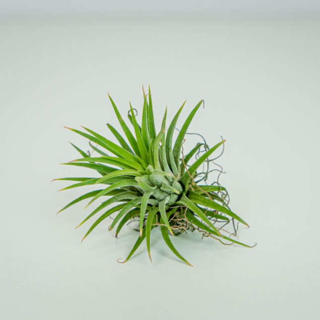 Tillandsia ionantha green (oplątwa) Tillandsia ionantha green (oplątwa)