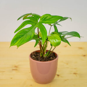 Philodendron florida green