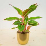 Aglaonema crete