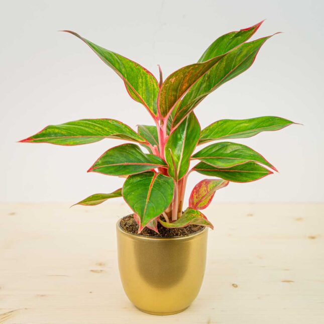 Aglaonema crete Aglaonema crete