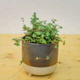 Pilea glaucophylla greyzy