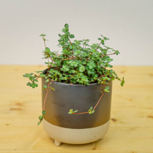 Pilea glaucophylla greyzy